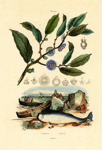 Cappello di Napoleone da French School