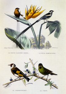 Tavola di storia naturale: Uccelli: La vedova a quattro fili, La vedova dominicana, Il cardellino, Il lucherino - opere di Buffon, volume V, XIX secolo