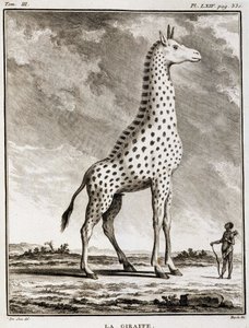 Storia Naturale: La Giraffa - in 