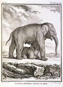 Storia Naturale: Il piccolo elefante che prende in giro sua madre - in 