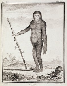 Storia naturale: Il jocko - in "Storia naturale, generale e particolare" di Buffon