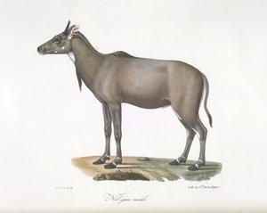 Nilgau maschio. Antilope Nylgau, da Histoire Naturelle des Mammifères da French School