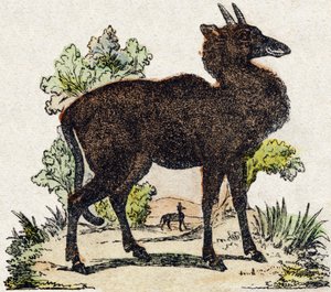 Nyl-ghau (Nyl ghau, animale indiano). Incisione in "Alfabeto degli animali selvatici". 9a Serie. Immagini di Epinal, Pellerin, stampatore-editore, circa 1870. Incisioni su legno, stencil. 16 pagine. Dim: 20 x 15 cm. Collezione privata