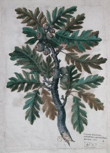Ramo di quercia