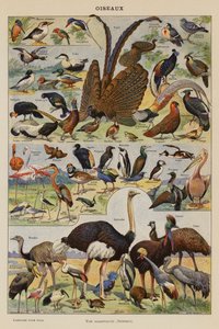 Uccelli (litografia a colori) da French School