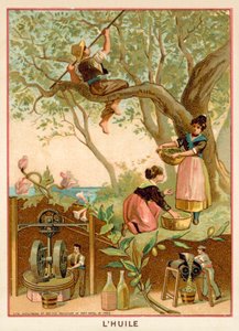 Olio d