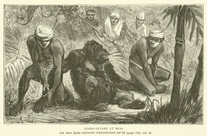 Orang-Outang e Mias da French School