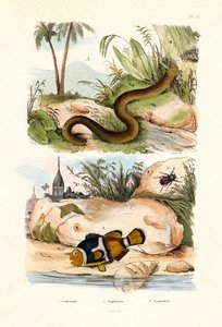Pesce pagliaccio arancione, 1833-39 da French School