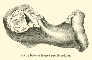 Ossa di balena trovate in rue Dauphine da French School