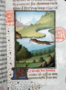 Lontra che cattura un pesce, dal Livre de la Chasse di Gaston Phebus de Foix