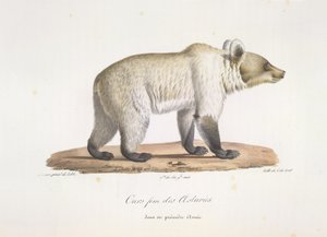 Orso femmina delle Asturie, da Histoire Naturelle des Mammifères