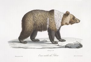 Orso maschio della Siberia, da 