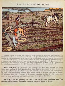 Pagina di un libro di testo scolastico che illustra la coltivazione della patata, c.1910 da French School