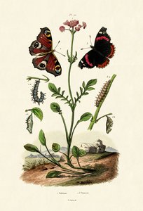 Farfalla Pavone