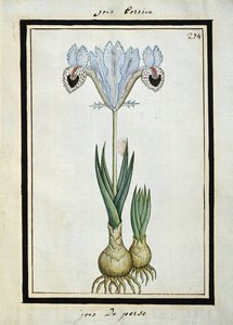 Iris persiano, c.1700 da French School