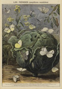 Pieridae (farfalle dannose)