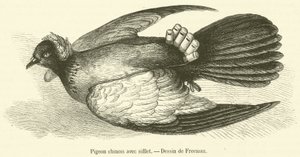 Piccione cinese con fischietto (incisione)