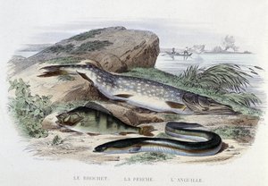 Pesci: Il luccio, la perca, l