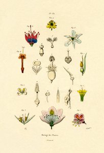 Selezione delle Piante, 1833-39 da French School