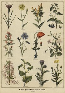 Piante nocive per l