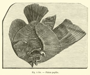 Platax papilio da French School