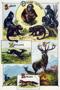 Tavola 1: Scimmie, orangutan, Antilope, Cervo, Volpe. Incisione in "Sillabario alfabeto degli animali selvatici". Serie A. Pellerin et Cie, stampatori-editori, Epinal, fine XIX secolo. Cromolitografie. Piccolo album pubblicitario di 8 pagine contenente un 