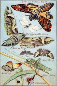 Tavola 1: Sfinge del teschio, Farfalla Hop, Sfinge Neri, Ino, Oro Verde, Aurora, Cavalletta, Coccinelle. Incisione in "Sillabario alfabeto di farfalle e insetti". Serie A. Pellerin et Cie, stampatori-editori, Epinal, fine XIX secolo. Cromolitografie. da French School