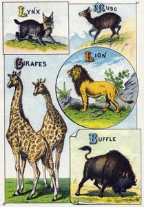 Tavola 3: Lince, Mosco, Giraffe, Leone, Bufalo. Incisione in "Alfabeto sillabico degli animali selvatici". Serie A. Pellerin et Cie, stampatori-editori, Epinal, fine XIX secolo. Cromolitografie. Piccolo album pubblicitario di 8 pagine contenente un sillaba