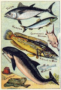Tavola 3: Tonno, Aringa, Becco centric, Vecchio mare, Porpoise, Merluzzo, Piastrella. Incisione in "Sillabario alfabeto di pesci di mare e d