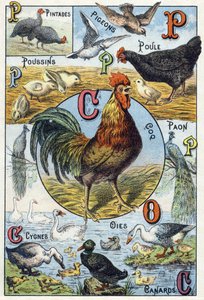 Tavola 3: faraone, piccioni, pulcini, gallina, gallo, pavone, cigni, oche, anatre. Incisione in "Alfabeto sillabico degli animali domestici e da cortile". Serie A. Pellerin et Cie, stampatori-editori, Epinal, fine XIX secolo. Cromolitografie. Dim: 19,5 da French School