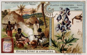 Piante velenose: aconito e africano che prepara il veleno per le loro frecce - cromolitografia Liébig, fine XIX secolo da French School