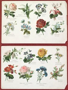 Cartoline che raffigurano il linguaggio e il significato dei fiori, c.1905 da French School