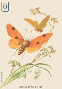 Quadrille (Lithosia quadra o Lithosie quadrille) da French School