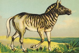 Q come Quagga (o couagga, sottospecie di zebra estinta nel 1883)