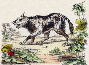 Quachy (specie di cane leone del Sud America). Incisione in "Alfabeto degli animali selvatici". 9a Serie. Immagini di Epinal, Pellerin, stampatore-editore, circa 1870. Incisioni su legno, stencil. 16 pagine. Dim: 20 x 15 cm. Collezione privata da French School