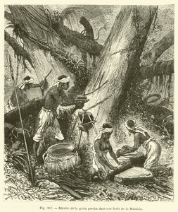Raccolta della gutta-percha in una foresta della Malesia da French School