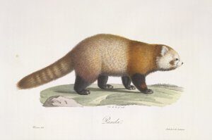 Panda rosso, da 
