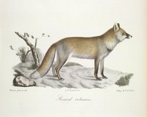Renard ordinaire. Volpe, da Histoire Naturelle des Mammifères (litografia a colori) da French School