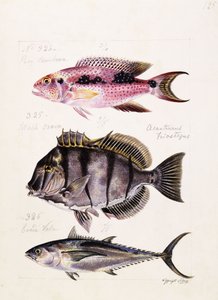 Rey tambova ecc., c.1850 da French School