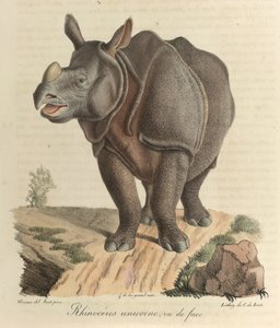 Rinoceronte unicorno. Un rinoceronte, da 