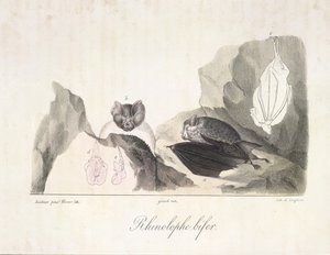 Rhinolophe bifer. Pipistrelli vampiri, da Histoire Naturelle des Mammifères da French School