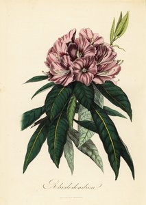 Rododendro, Rhododendron javanicum da French School