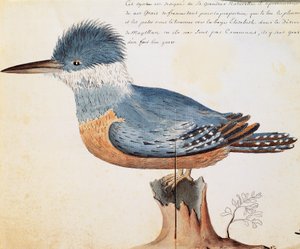 Martin pescatore anellato (Megaceryle torquata), Baia di Elizabeth, Stretto di Magellano, acquerello dal diario di bordo di Jacques Gouin de Beauchesne, capitano della Compagnie royale de la Mer du Sud, dal 1698 al 1701, Francia da French School