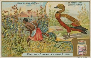 Volpoca rossiccia; caccia alle anatre in Africa da French School