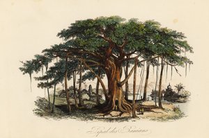 Fico sacro, Ficus religiosa, noto anche come albero di bodhi, albero baniano, albero di pippala, albero di peepul, albero di peepal o albero di ashwattha