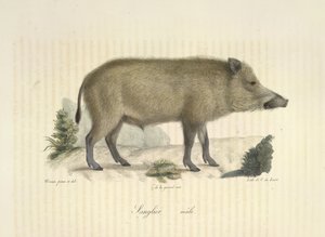 Cinghiale maschio, da 