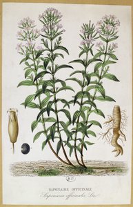 Saponaria officinalis, XIX secolo (incisione a colori) da French School