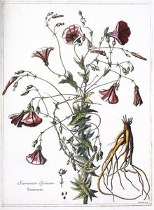 Scamonea (Scamonium Syriacum) - da “La raccolta di piante incise per ordine del Re Luigi XIV” da French School