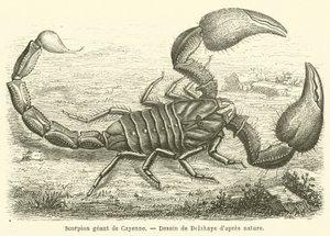 Scorpione gigante di Cayenne da French School