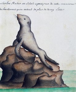 Foca, Isole Galapagos, acquerello dal diario di bordo di Jacques Gouin de Beauchesne (1652-1730), capitano della Compagnie royale de la Mer du Sud, dal 1698 al 1701, Francia da French School